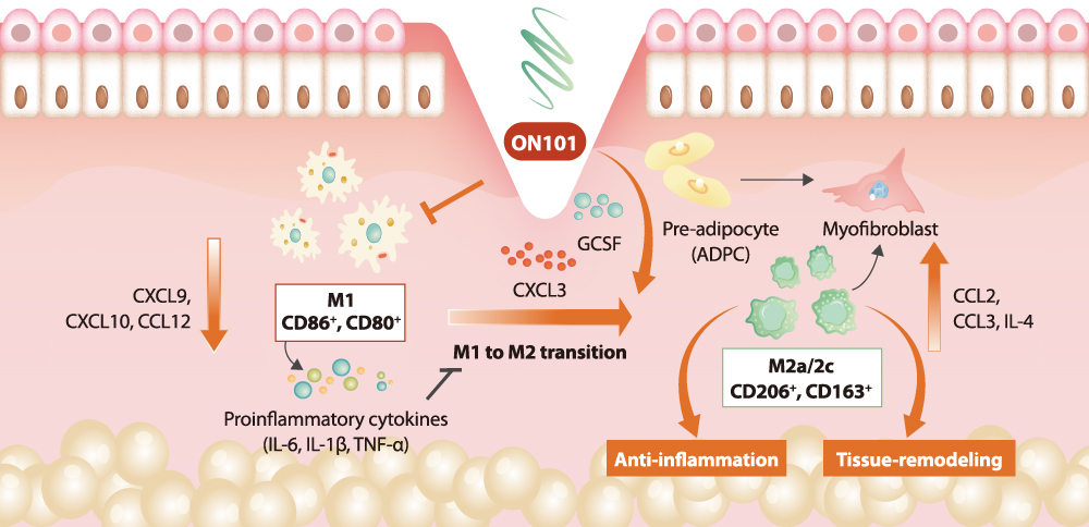 FESPIXON_Mechanism_of_Action